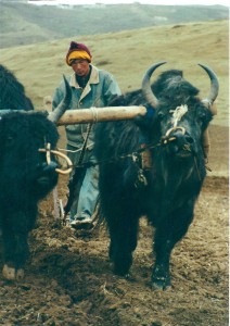 2001 China Aba yak plow