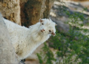 2001 China Goat near Guizhou