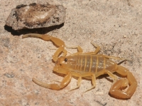 Baja scorpion
